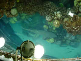 DSCF0066.JPG (162004 byte)